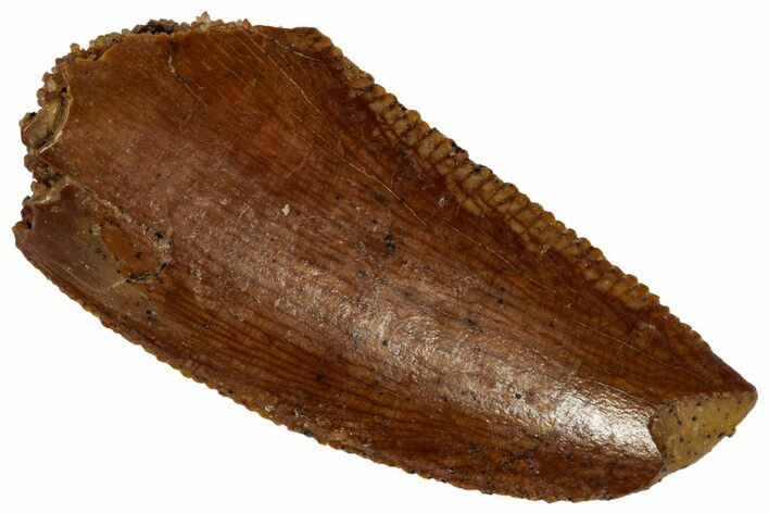 Serrated Raptor Tooth - Feeding Worn Tip #332181